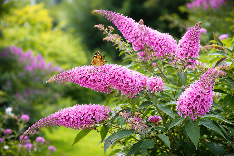 piante per biodiversità